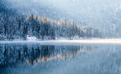 暴风雪在森林
